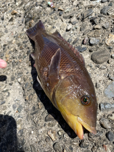 カンダイの釣果