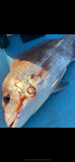 タイの釣果