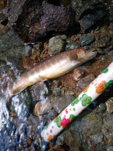 イワナの釣果