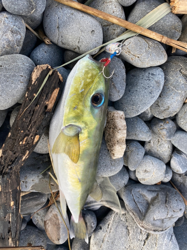 シロサバフグの釣果