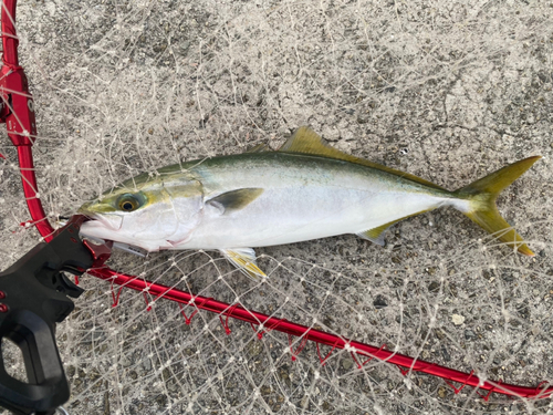 ハマチの釣果