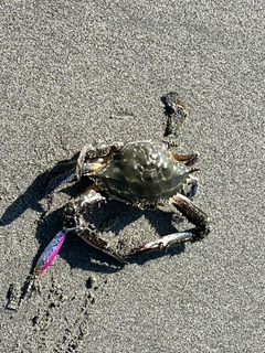 タイワンガザミの釣果