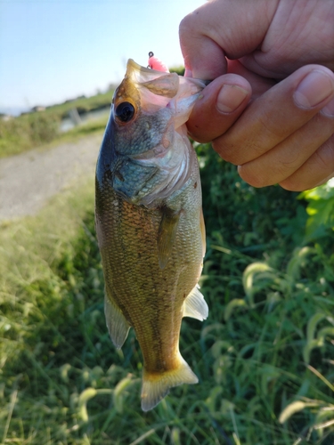 ラージマウスバスの釣果