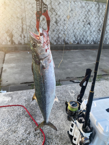 サゴシの釣果