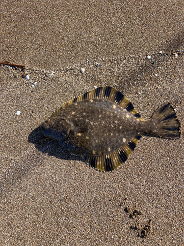 カワガレイの釣果