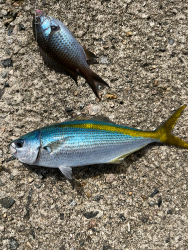 タカベの釣果