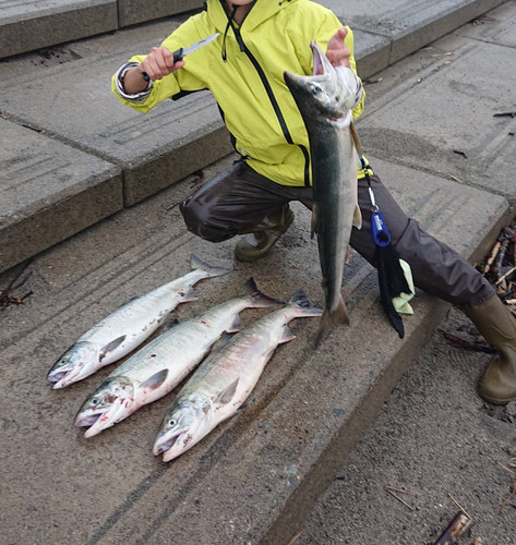 アキアジの釣果