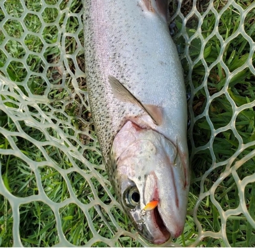 ニジマスの釣果