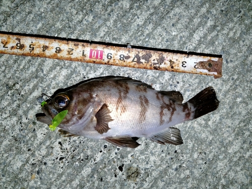 メバルの釣果