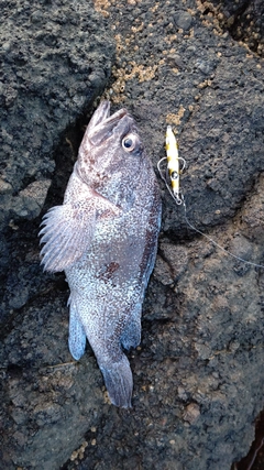 クロソイの釣果