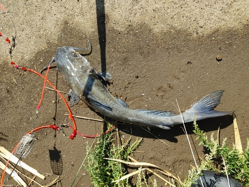 アメリカナマズの釣果