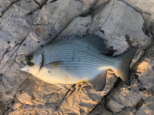 イスズミの釣果