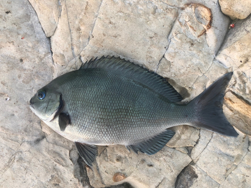 メジナの釣果