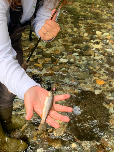 オショロコマの釣果