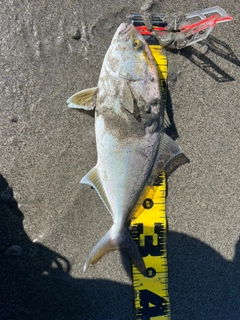 ショゴの釣果