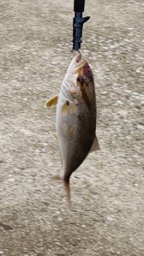 カンパチの釣果