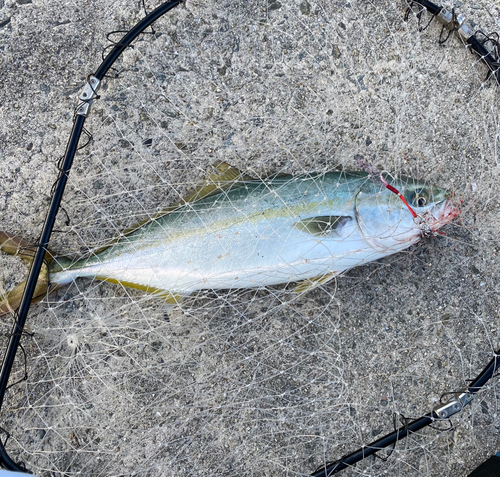 ハマチの釣果