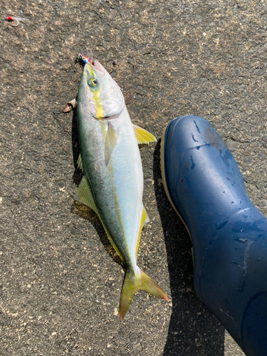 イナダの釣果