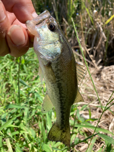 ラージマウスバスの釣果