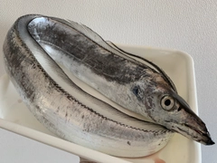 タチウオの釣果