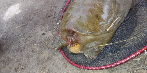 サゴシの釣果