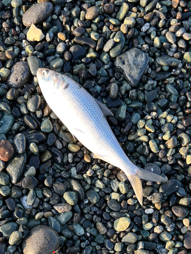 コノシロの釣果