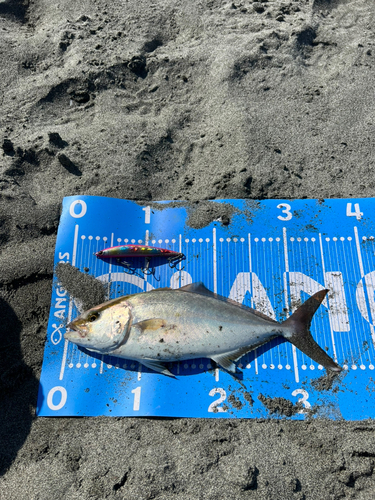 ショゴの釣果