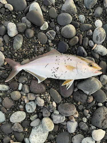 ショゴの釣果