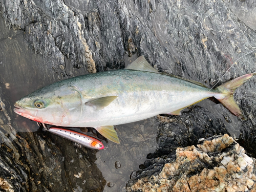 ハマチの釣果