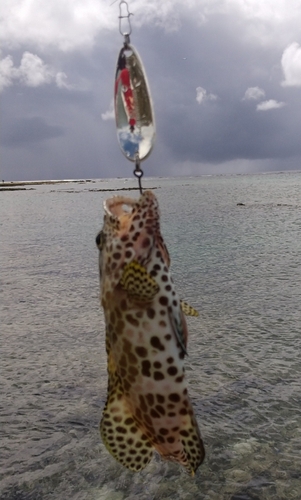 イシミーバイの釣果