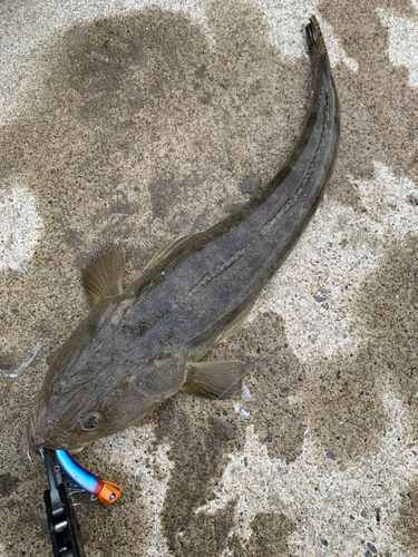 マゴチの釣果