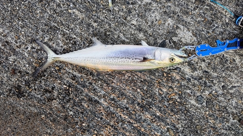 サゴシの釣果