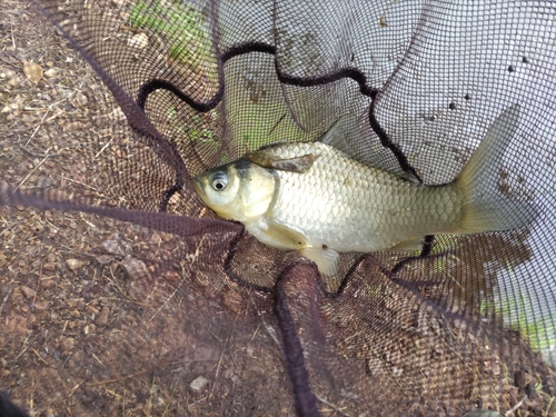 フナの釣果