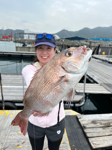 マダイの釣果