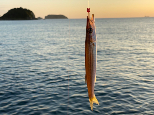 カマスの釣果