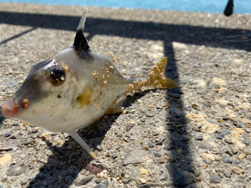 ギマの釣果