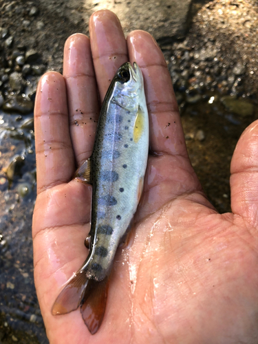 ヤマメの釣果