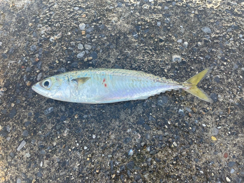 サバの釣果