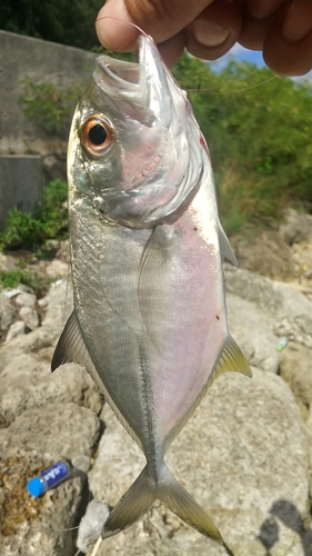 ギンガメアジの釣果