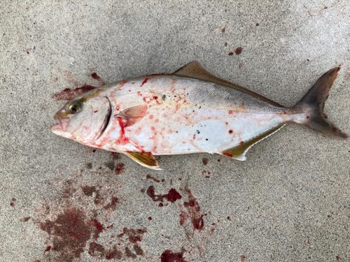 ショゴの釣果