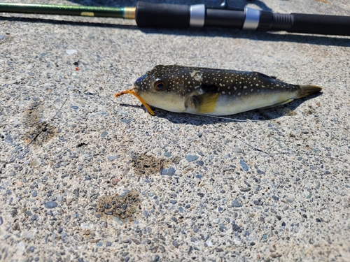 クサフグの釣果