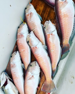 シロアマダイの釣果