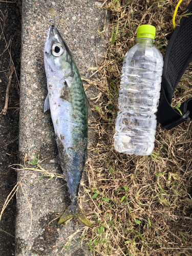 サバの釣果