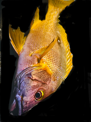 シブダイの釣果