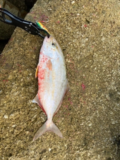 ショゴの釣果