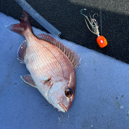 マダイの釣果