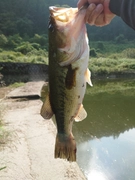 ブラックバスの釣果