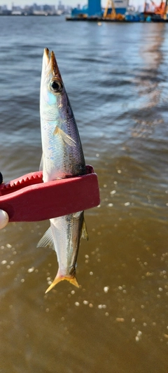 カマスの釣果