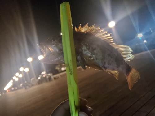 タケノコメバルの釣果