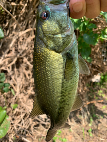 ラージマウスバスの釣果